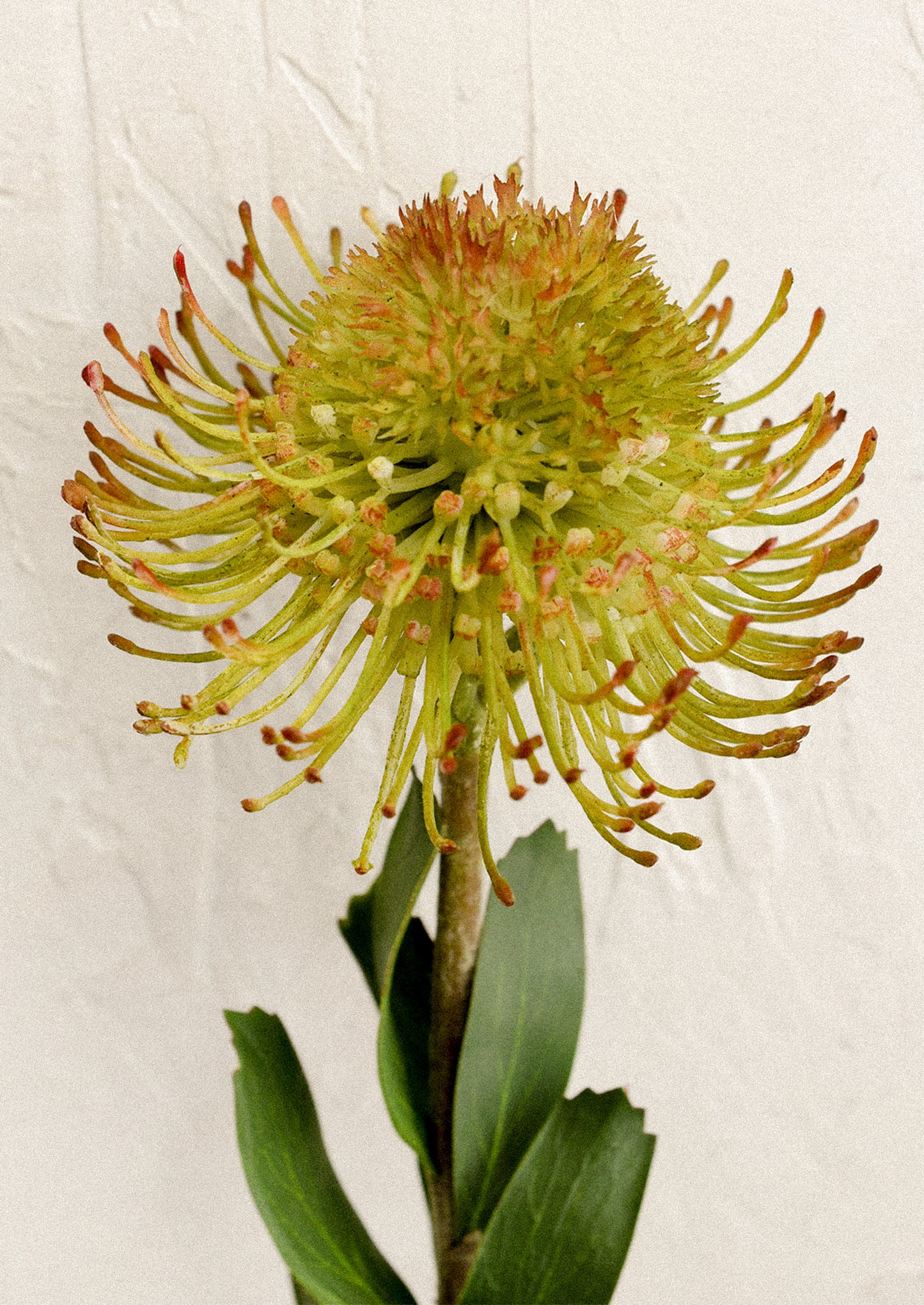 A faux flower stem in the likeness of a protea flower.