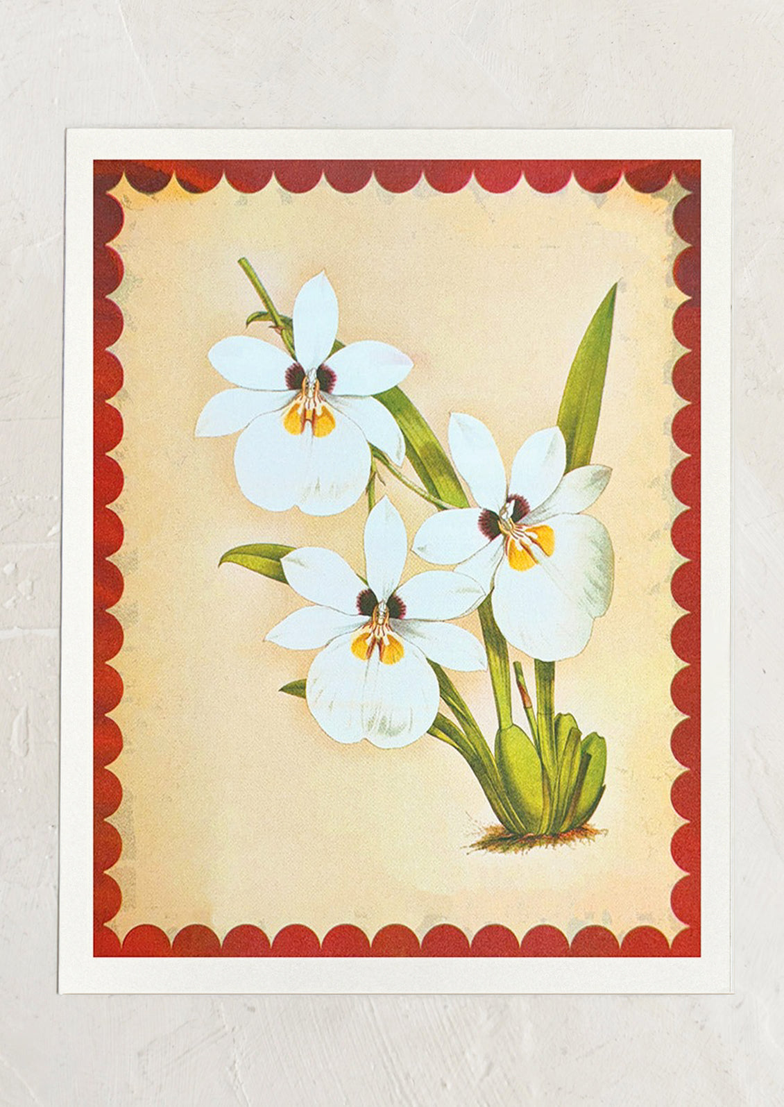 Vintage-style illustration of white orchids with a red border on a textured beige background