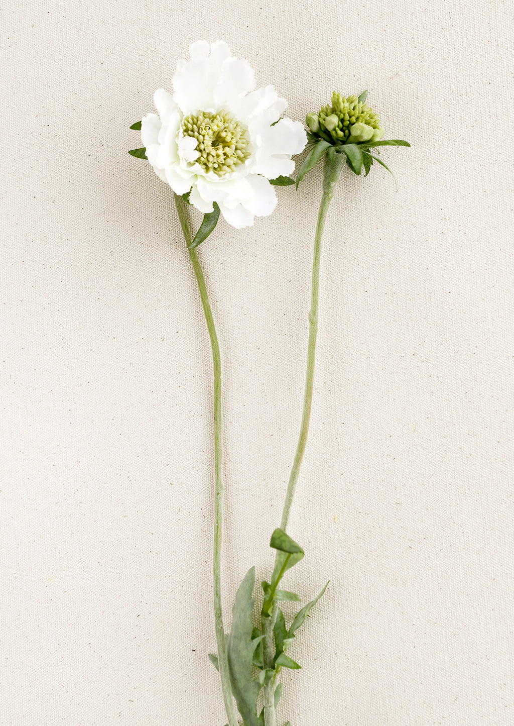 Ivory: A faux scabiosa flower in white.