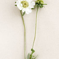 Ivory: A faux scabiosa flower in white.