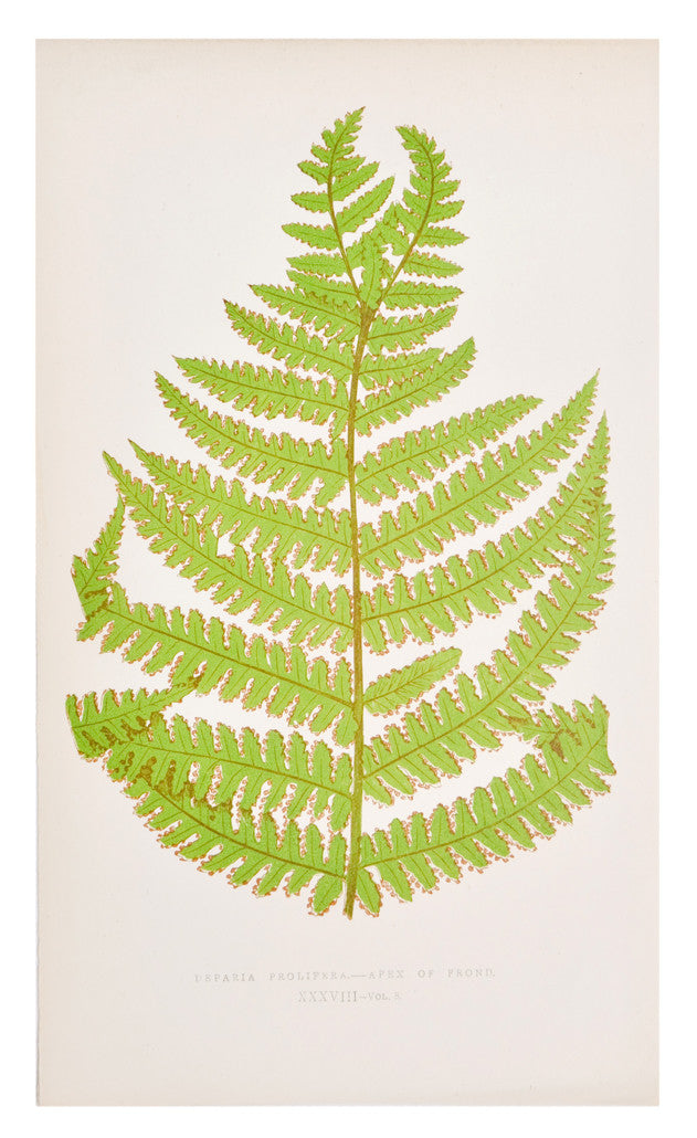 Deparia Prolifera Fern Print, c. 1872 in - LEIF