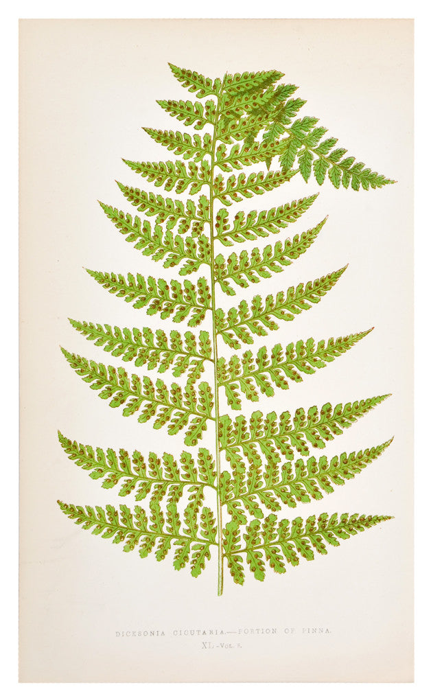 Dicksonia Cicutaria Fern Print, c. 1872 in - LEIF
