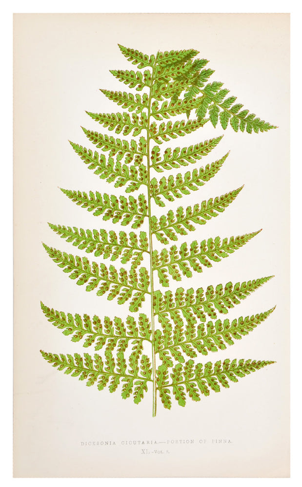 1: Dicksonia Cicutaria Fern Print, c. 1872 in  - LEIF
