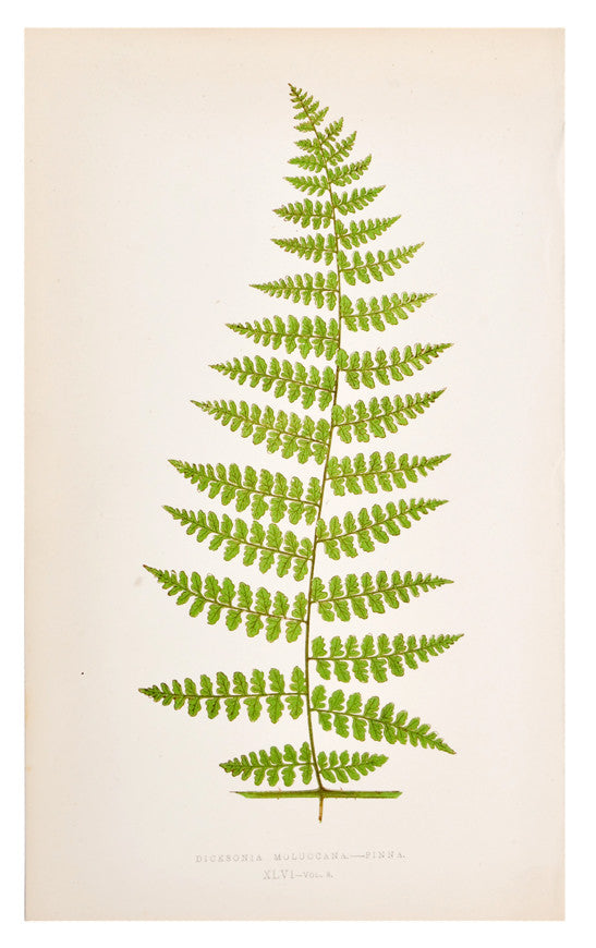 1: Dicksonia Moluccana Fern Print, c. 1872 in  - LEIF