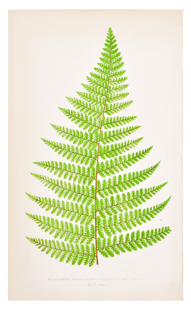 Dicksonia Rubiginosa Fern Print, c. 1872 in - LEIF