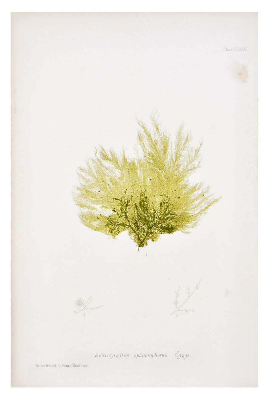 Ectocarpus Sphaerophorus Seaweed Print, c. 1872 in - LEIF