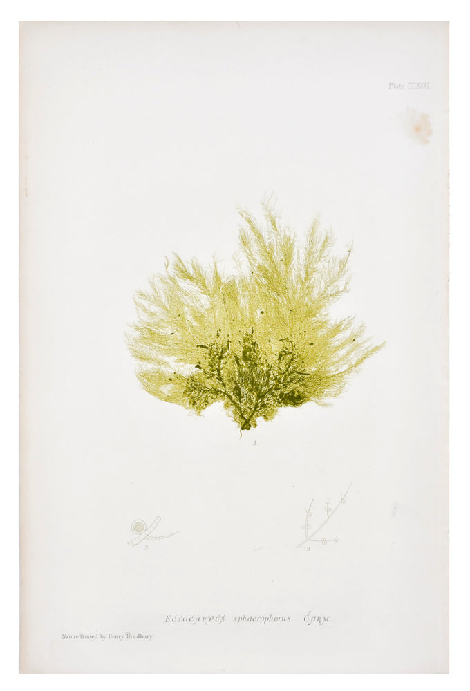 1: Ectocarpus Sphaerophorus Seaweed Print, c. 1872 in  - LEIF