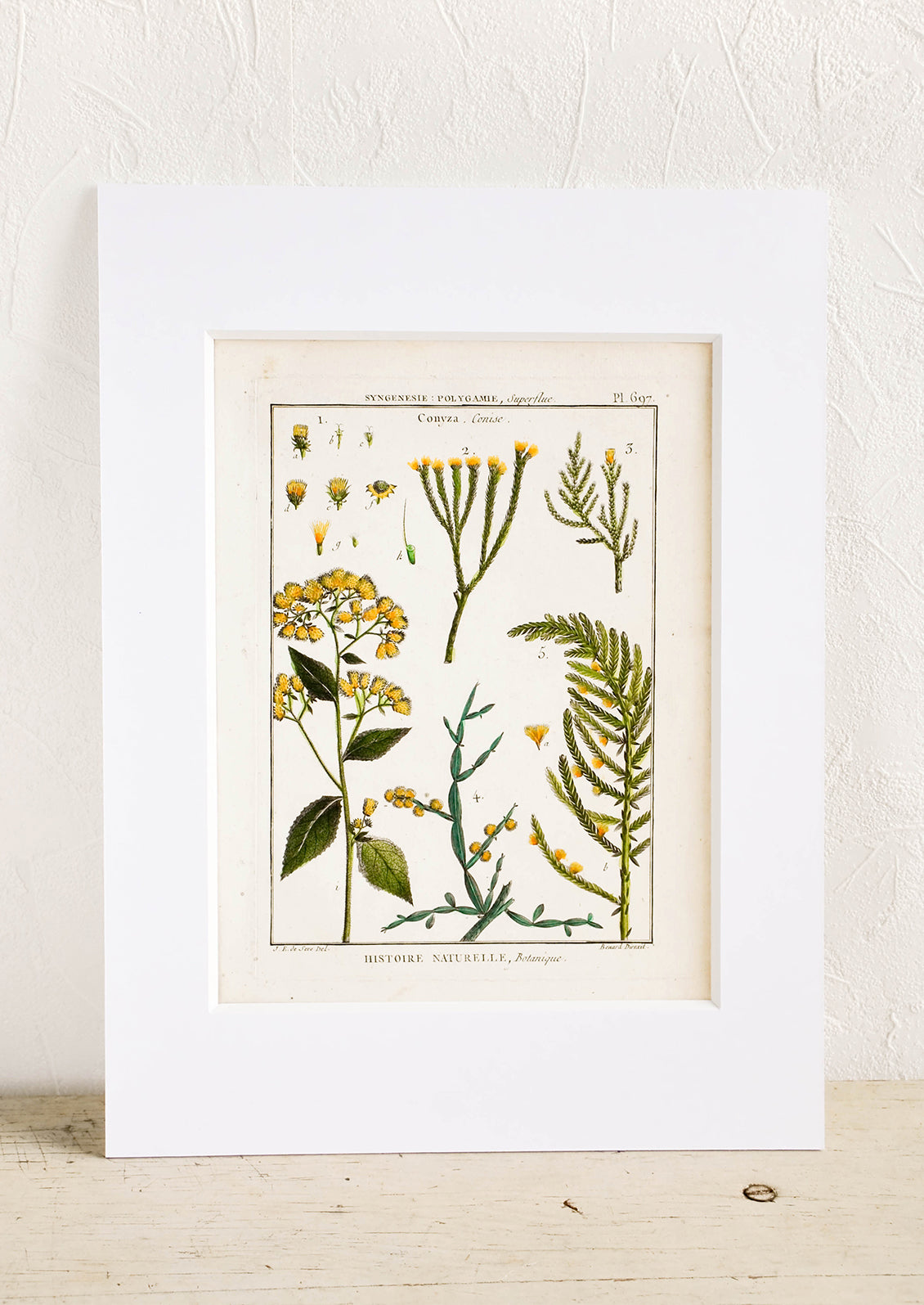 Vintage botanical print with white mat. Print features green and yellow leaves and flowers.