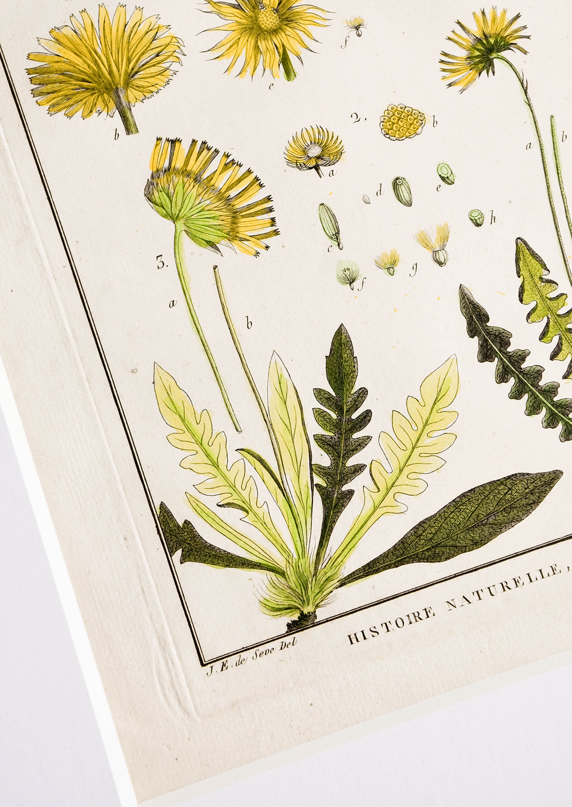 Vintage botanical artwork in white mat