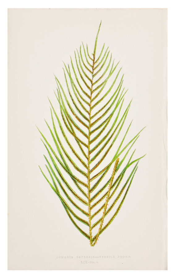 Lomaria Capensis Fern Print, c. 1872 in - LEIF