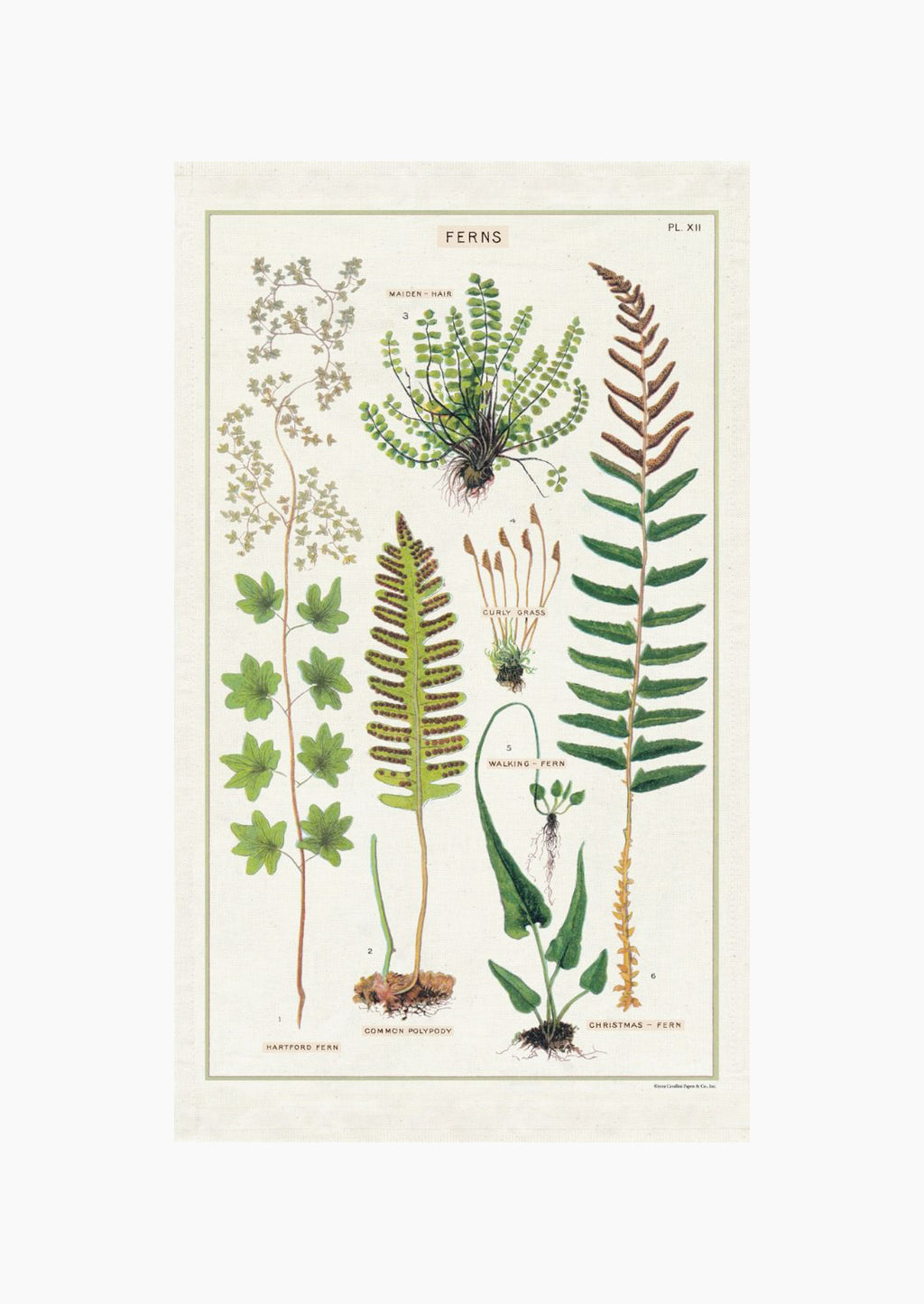 2: A cotton tea towel with botanical fern species printed in color.