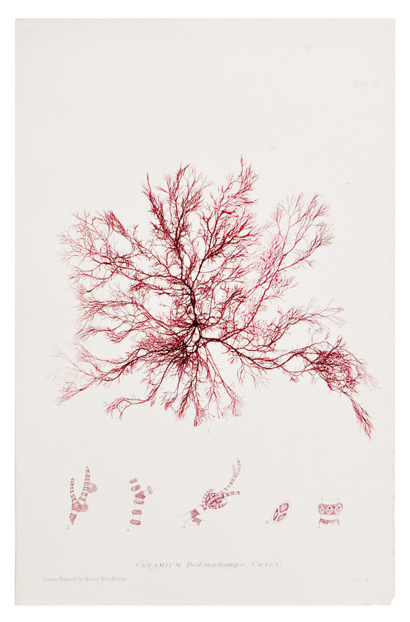 Ceramium Deslongchampii Seaweed Print, c. 1872 in - LEIF