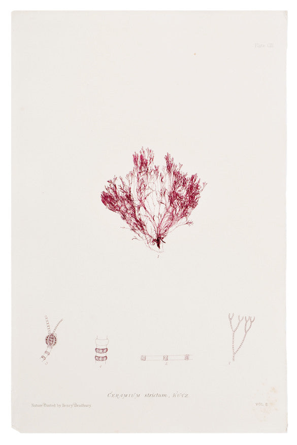 Ceramium Strictum Seaweed Print, c. 1872 in - LEIF