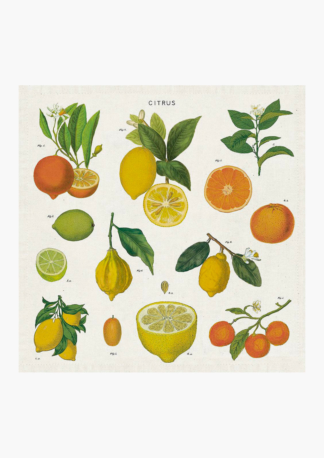 A napkin with citrus species print.