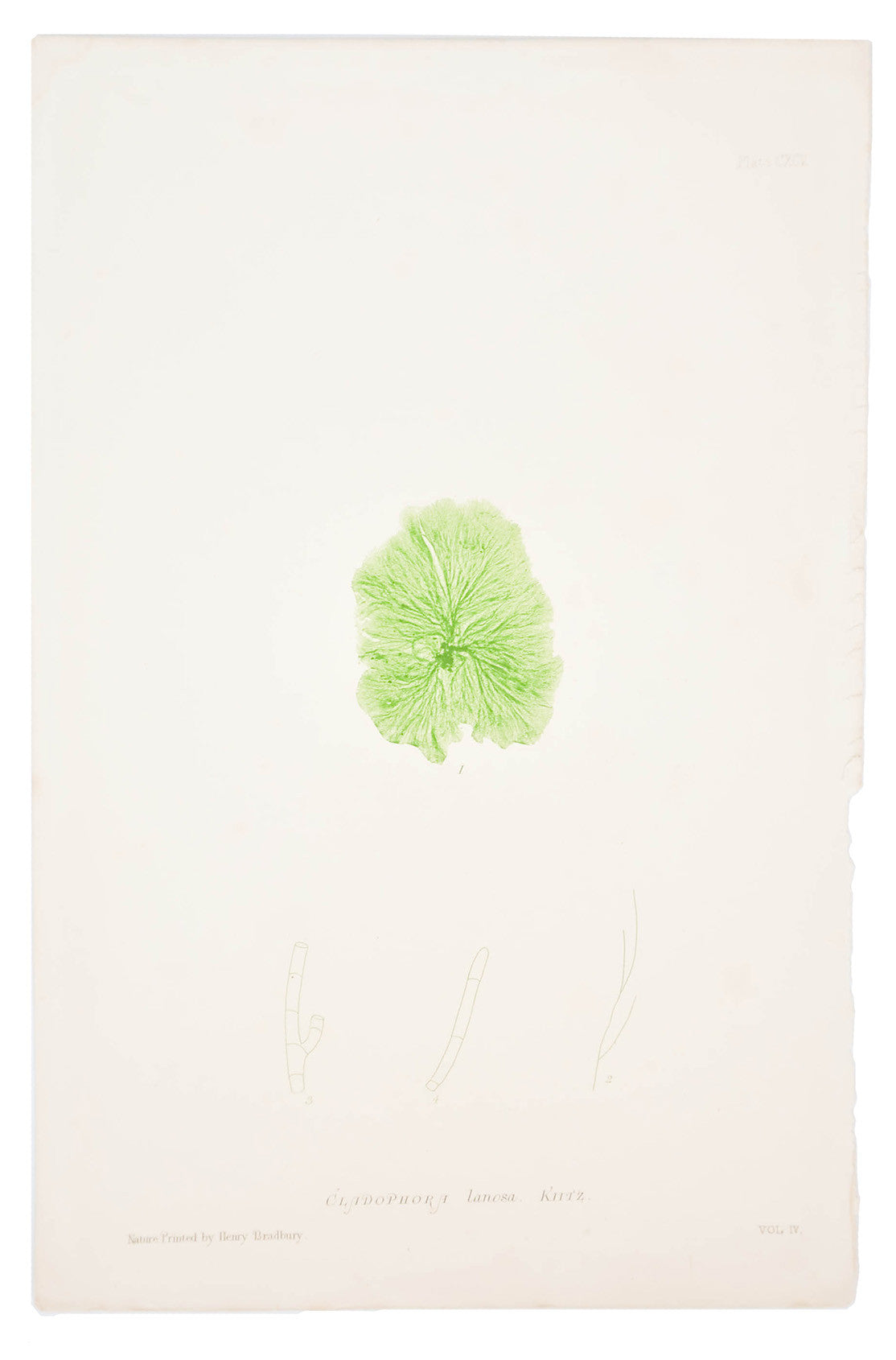 Cladophora Lanosa Seaweed Print, c. 1872 in - LEIF