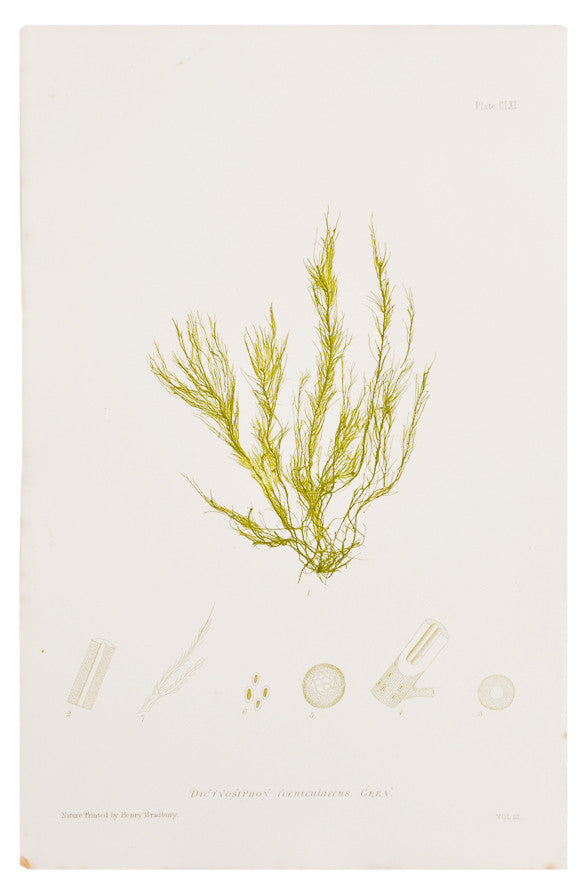 Dictyosiphon Foeniculaceus Seaweed Print, c. 1872 in - LEIF