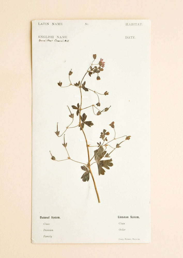 Vintage Pressed Flower Plate, Dovefoot Cranesbill