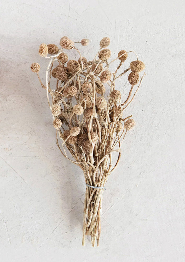 1: A brown dried seedpod bundle.