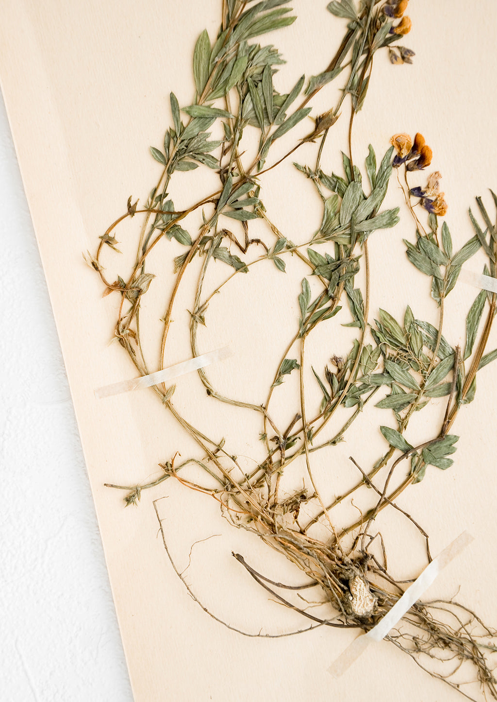 2: Dried tuberose floral specimen taped to paper