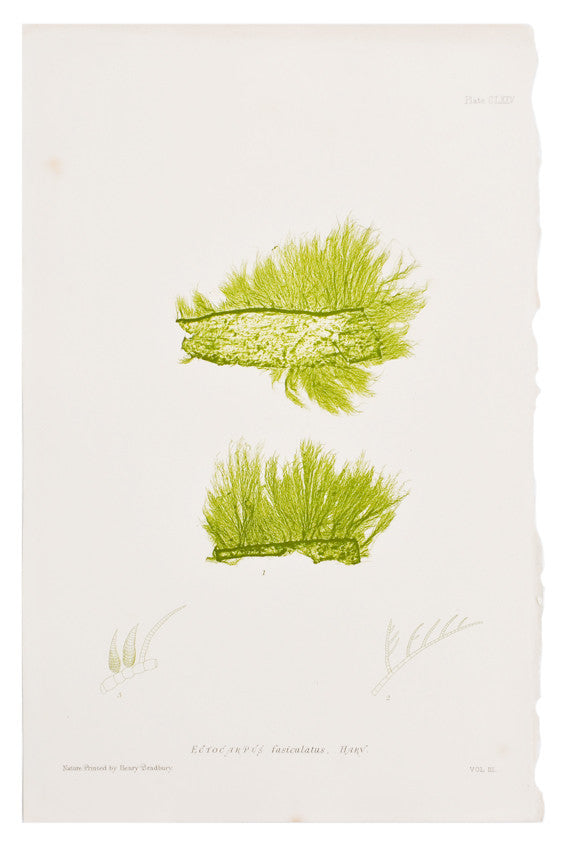 1: Ectocarpus Fasiculatas Seaweed Print, c. 1872 in  - LEIF
