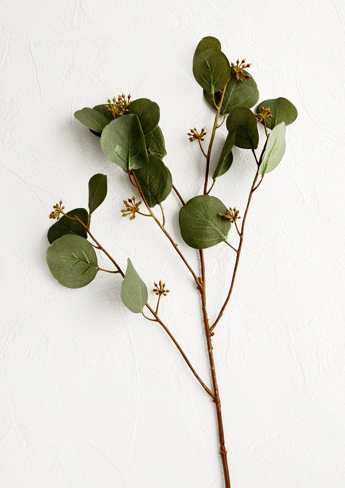 Realistic looking eucalyptus spray with round leaves featuring branches, leaves and buds