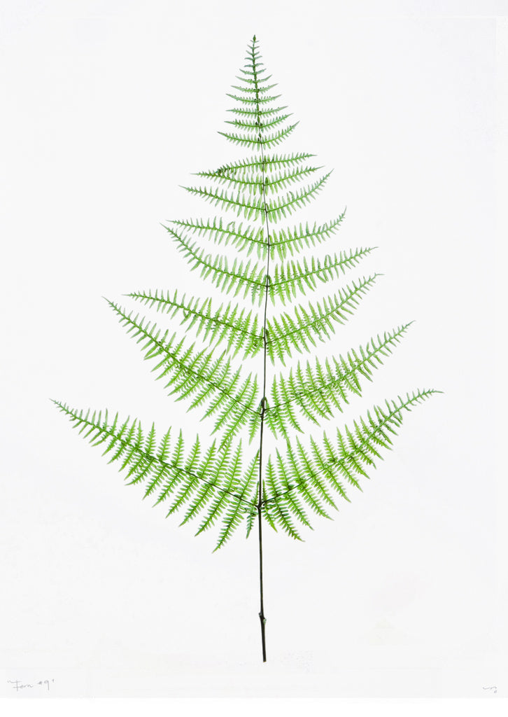 Green Fern #9 Poster Print in - LEIF