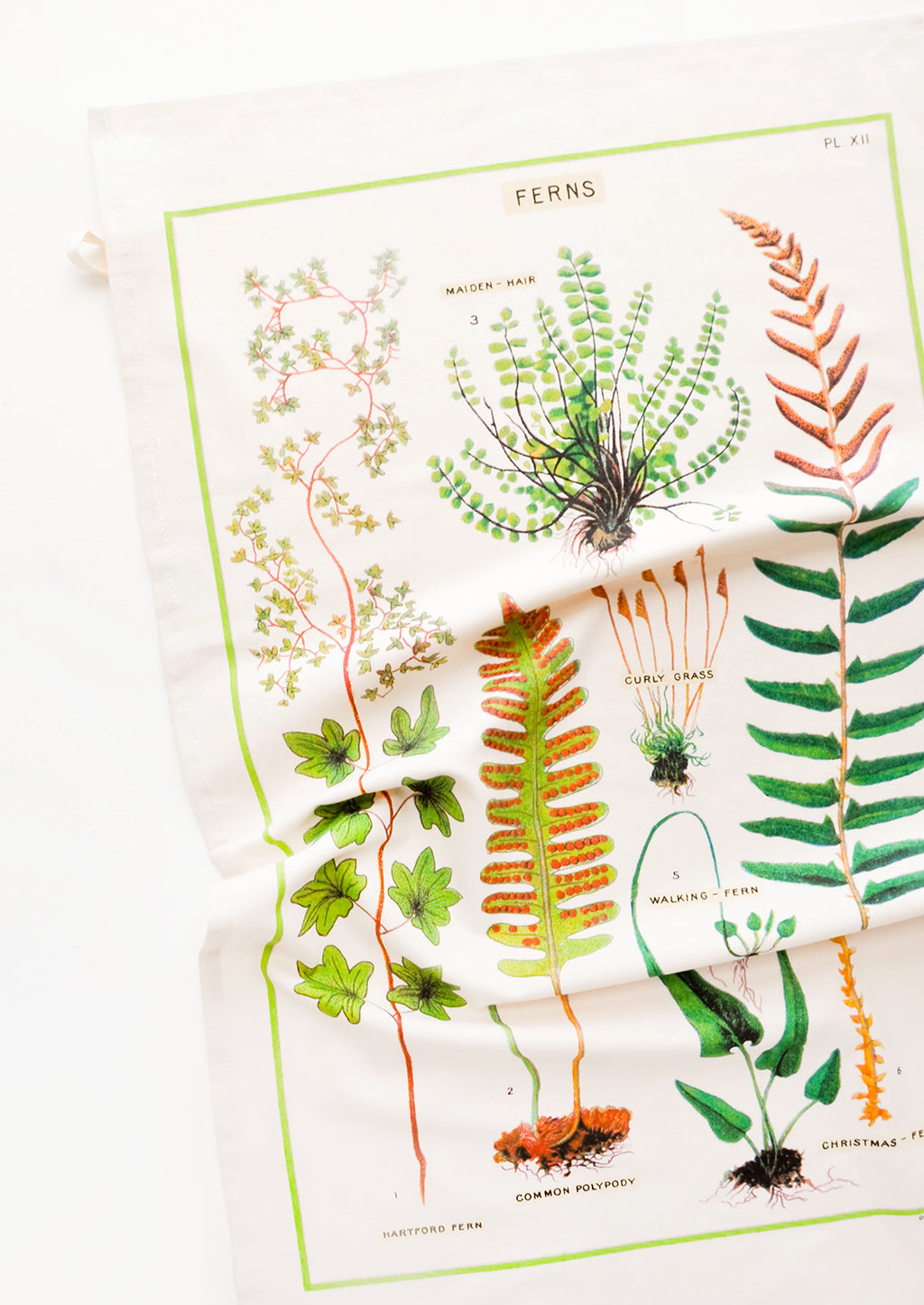 1: A cotton tea towel with botanical fern species printed in color.