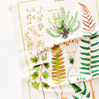 1: A cotton tea towel with botanical fern species printed in color.