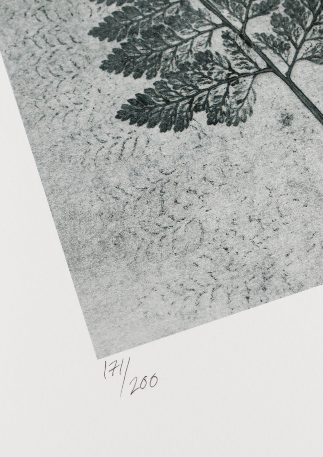 A botanical print of fern fronds in dusty blue.