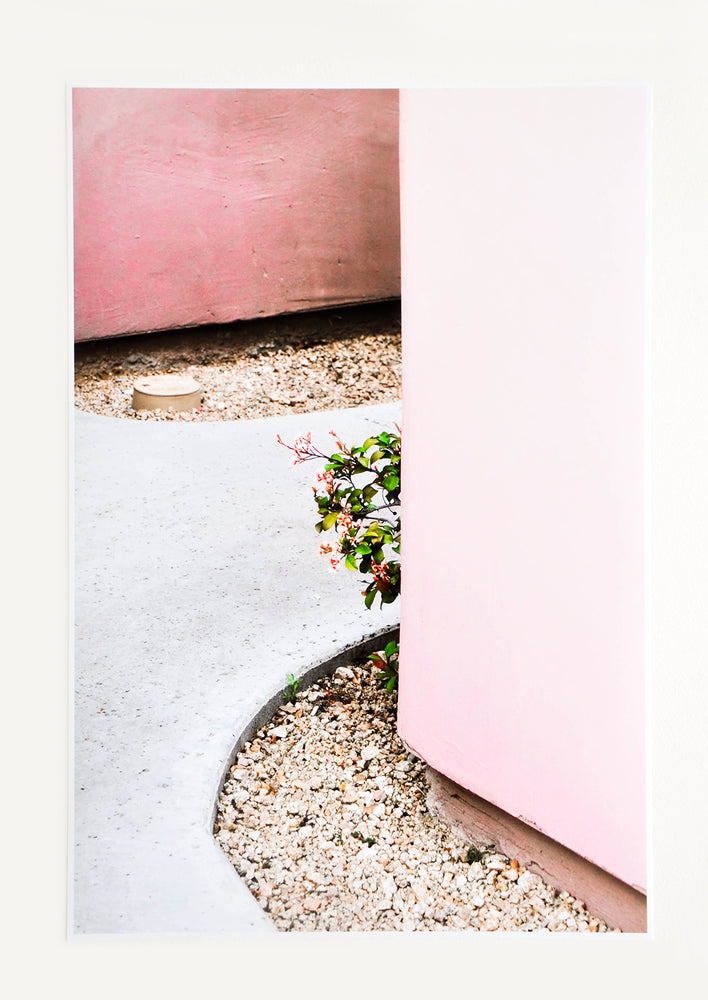 1: An art photograph depicting a small flowering pant peeking out from behind a pink wall.