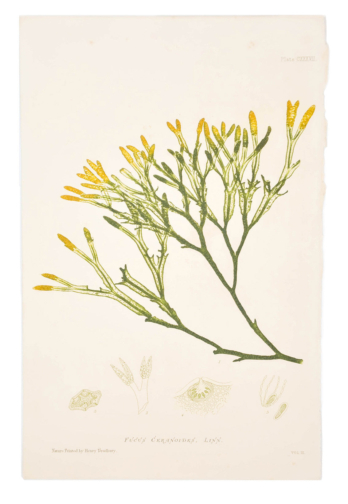 Fucus Ceranoides Seaweed Print, c. 1872 in - LEIF