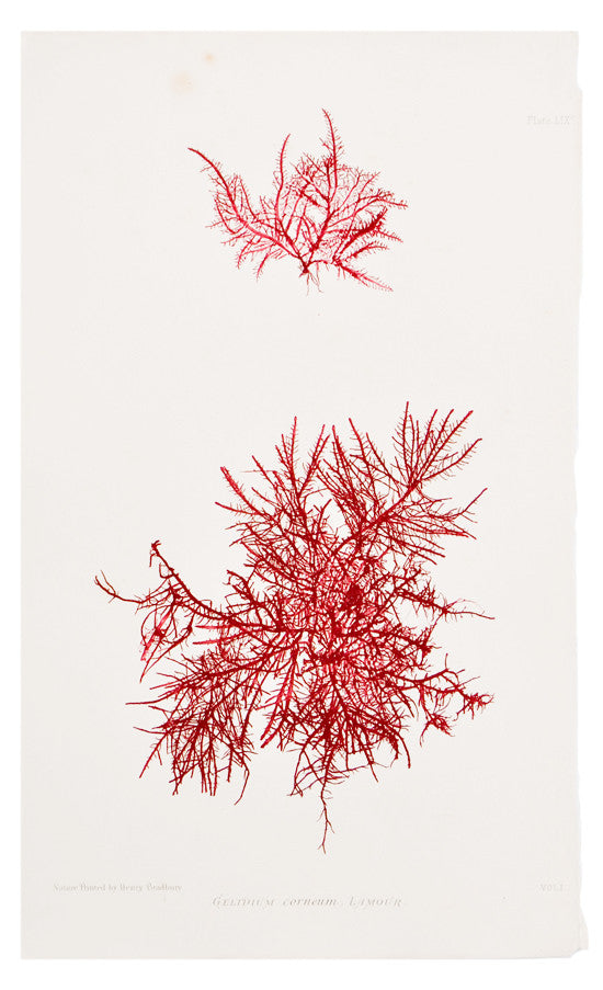 1: Gelidium Corneum Seaweed Print, c. 1872 in  - LEIF