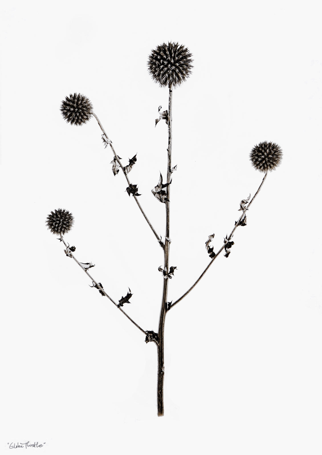 Globe Thistle Print in - LEIF