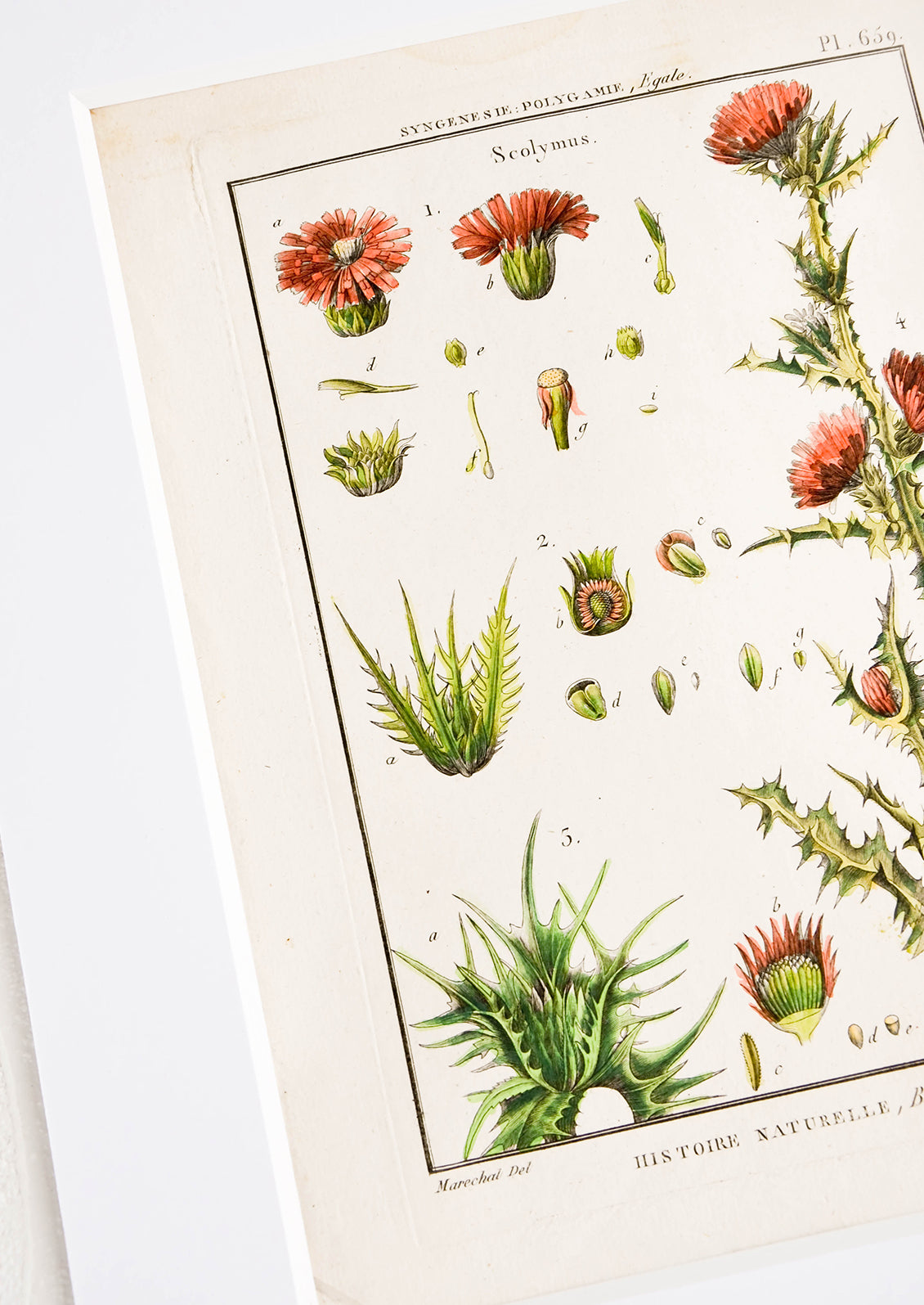Vintage botanical art print in white mat