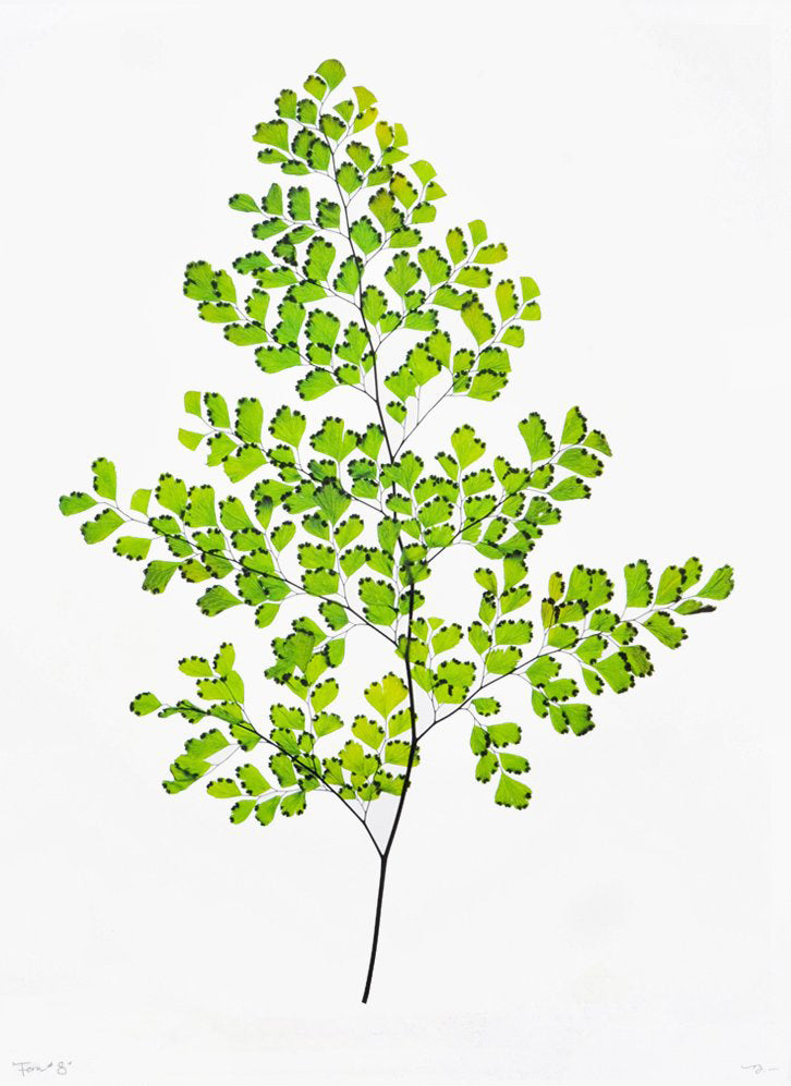 Green Fern #8 Poster Print in - LEIF