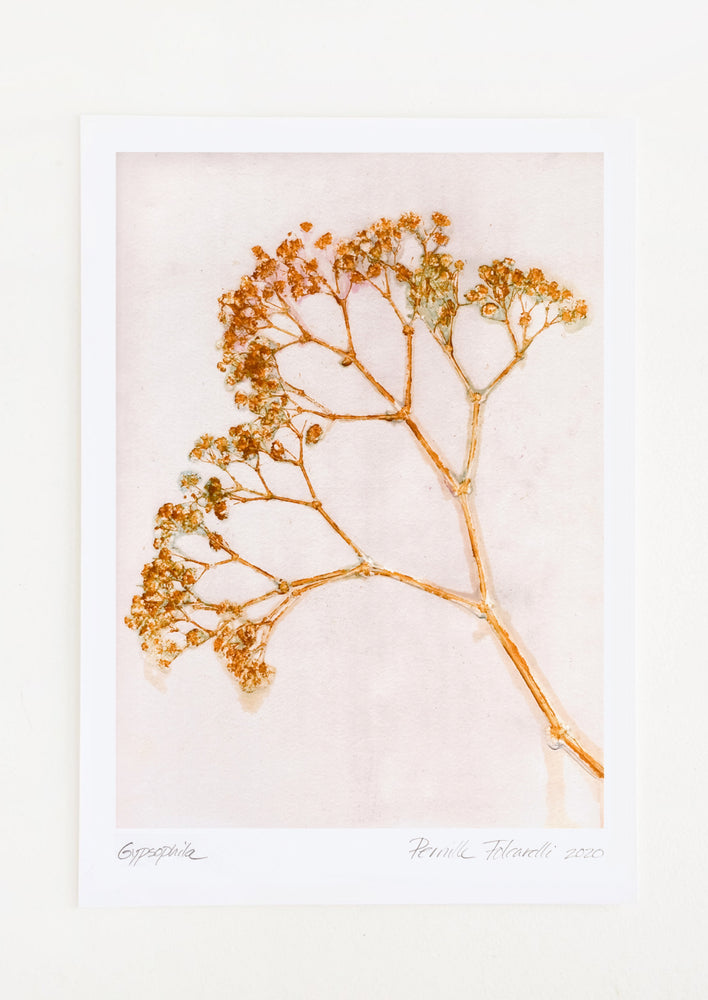A botanical print with amber gysophilia silhouette on blush background.