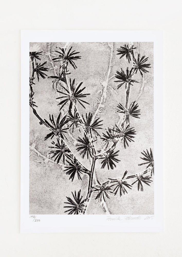 1: A botanical art print in black and white of larch plant.