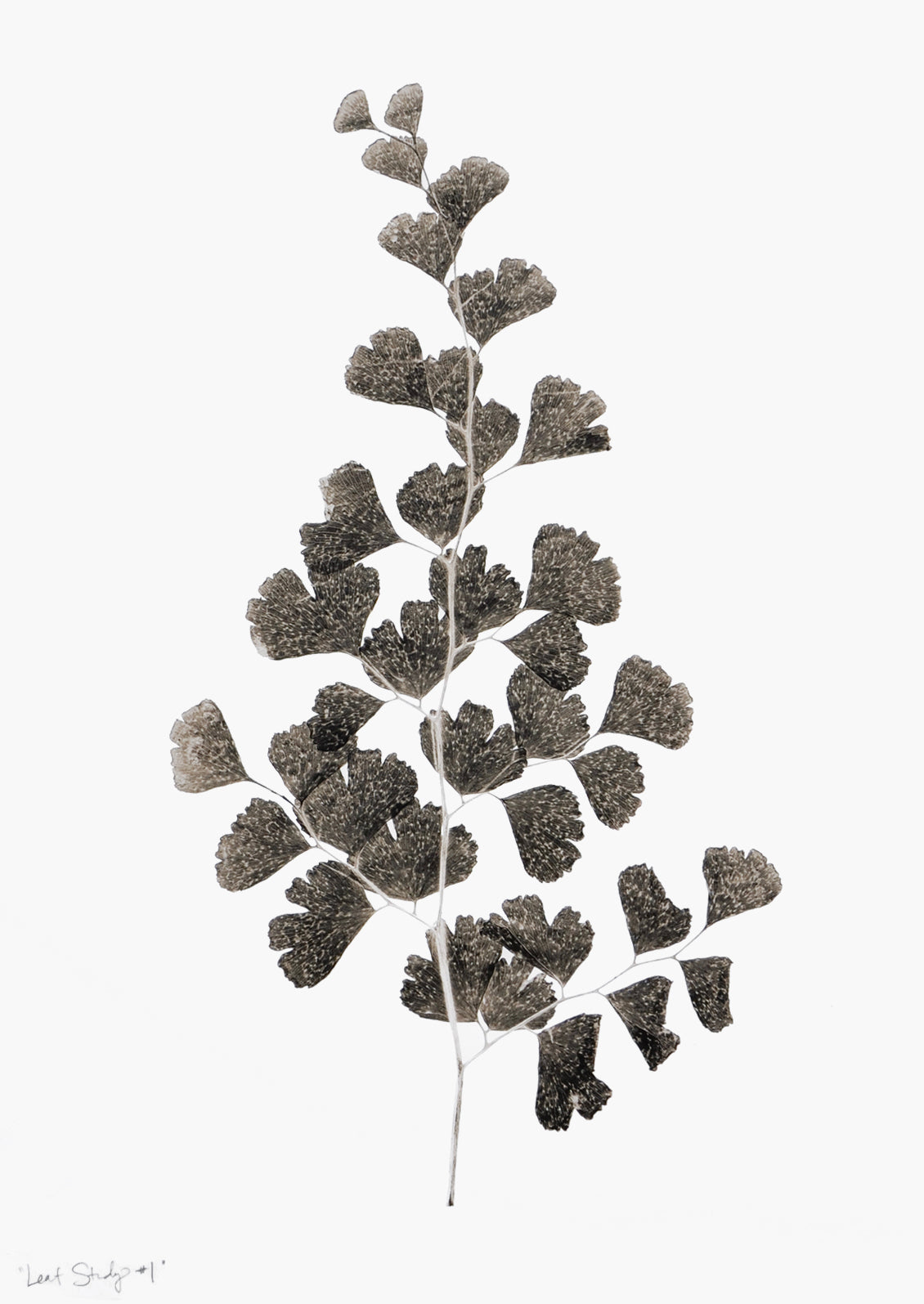 Leaf Study #1 Print in - LEIF
