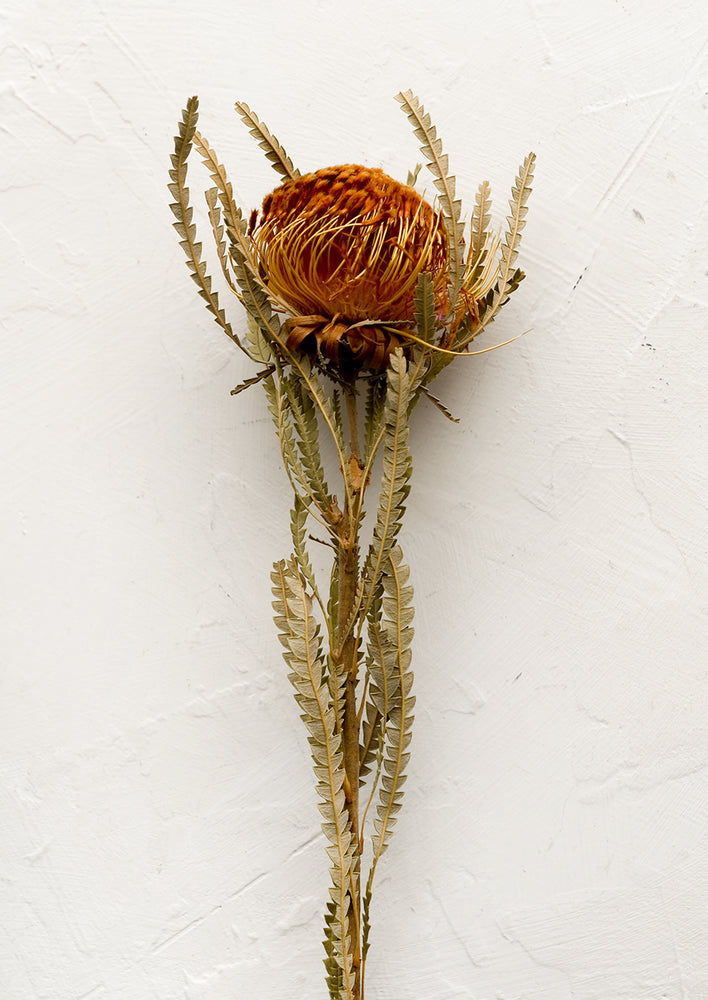 Dried Mini Protea Stem