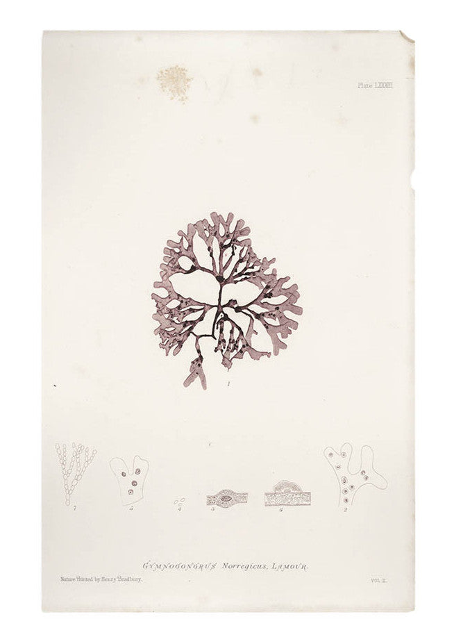 Gymnogongrus Norregicus Seaweed Print, c. 1872 in - LEIF