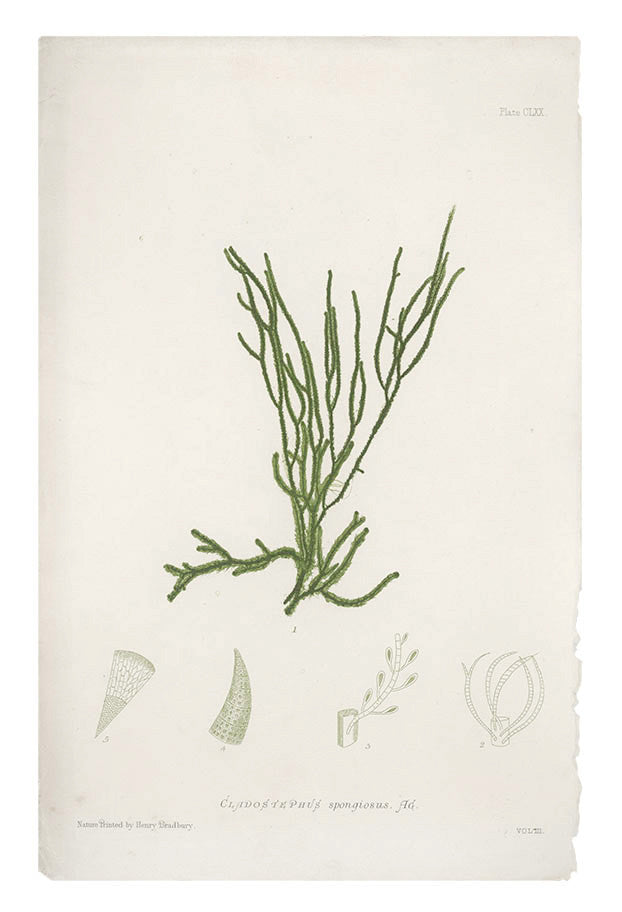 Cladostephus Spongiosus Seaweed Print, c. 1872 in - LEIF