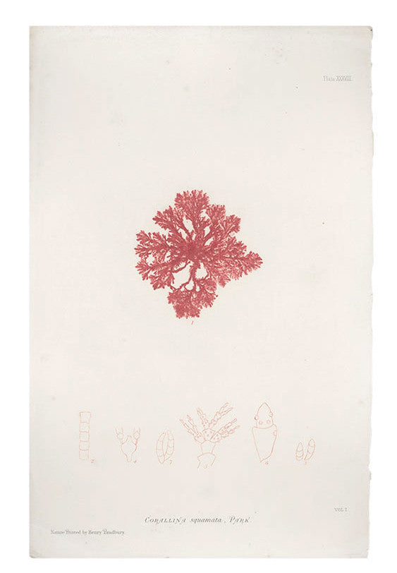 Corallina Squamata Seaweed Print, c. 1872 in - LEIF