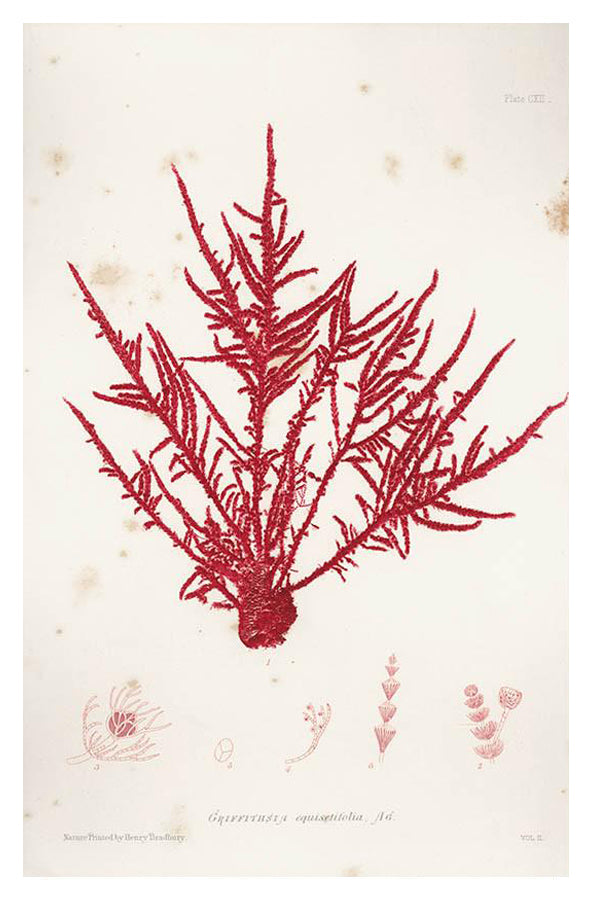 Vintage Seaweed Print, Griffithsia Equisetifolia in - LEIF