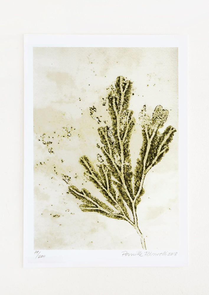 An art print with imprint of seaweed on green background.