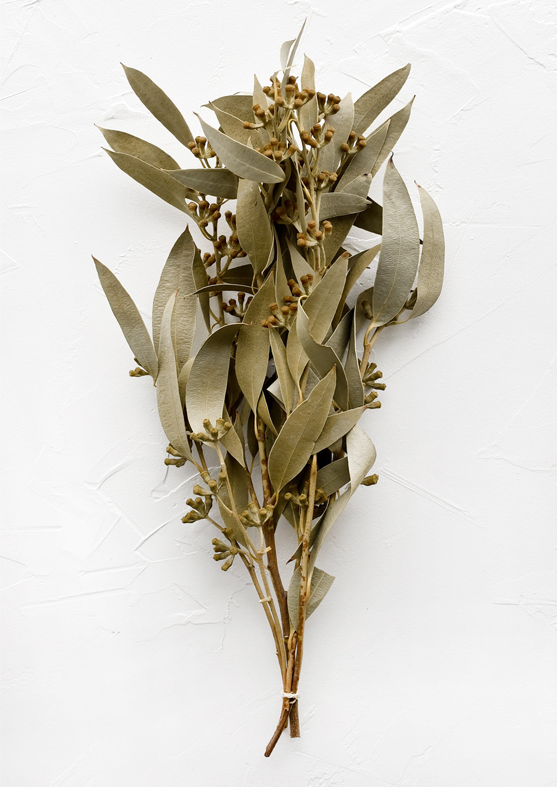 A bundle of multiple stems of dried seeded eucalyptus.