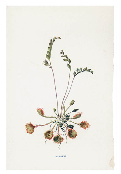 Vintage Flowering Plants Print, Sundew
