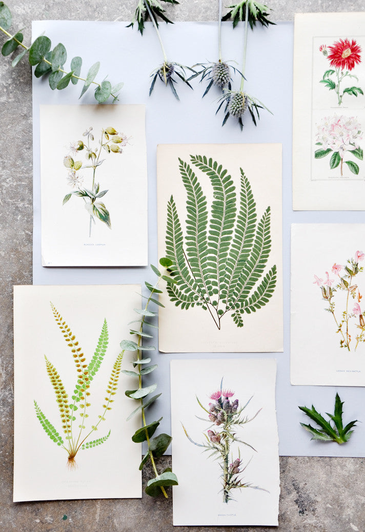 Vintage Fern Print, Asplenium Ebeneum in - LEIF