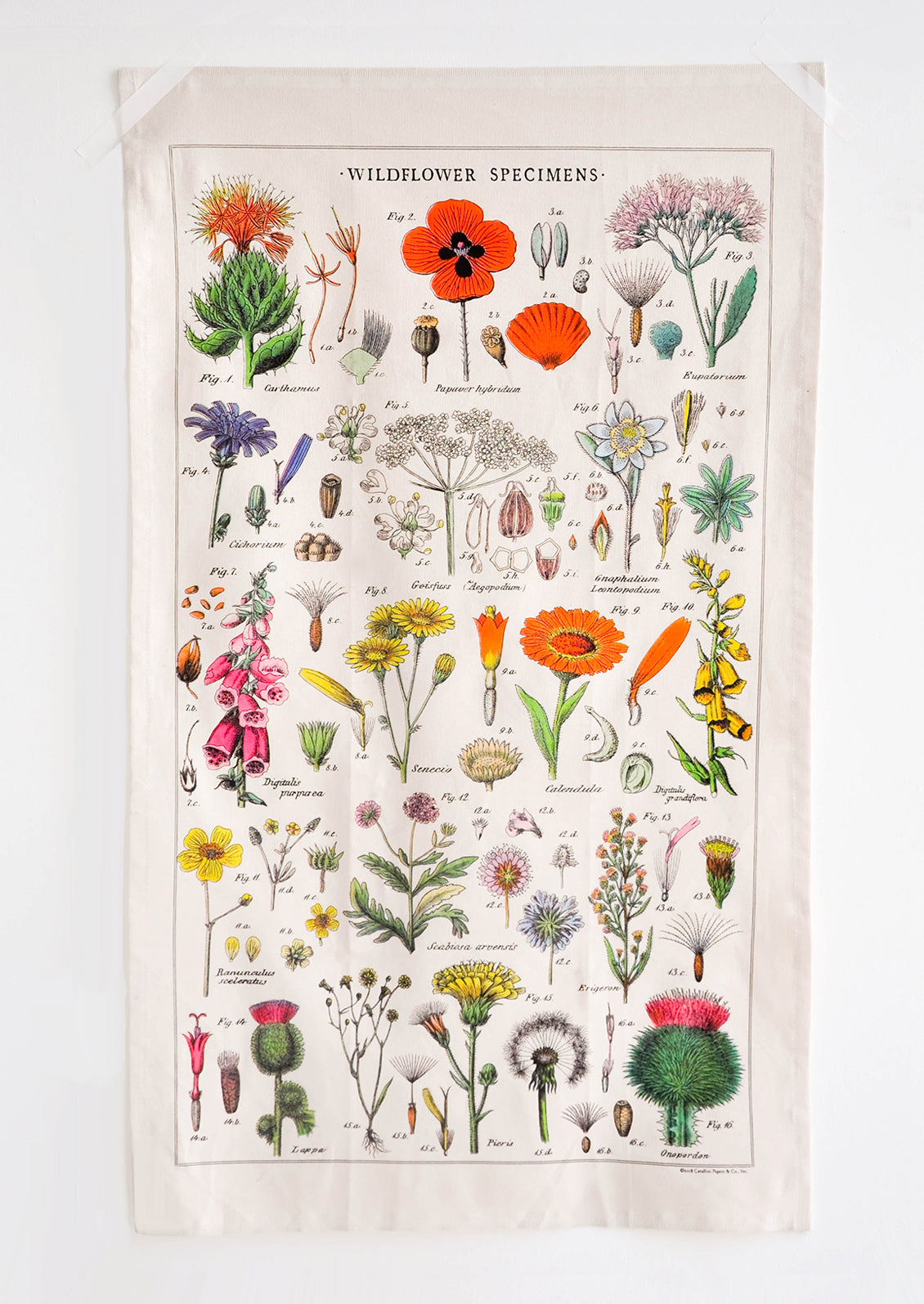 Wildflower Species Printed Cotton Tea Towel - LEIF