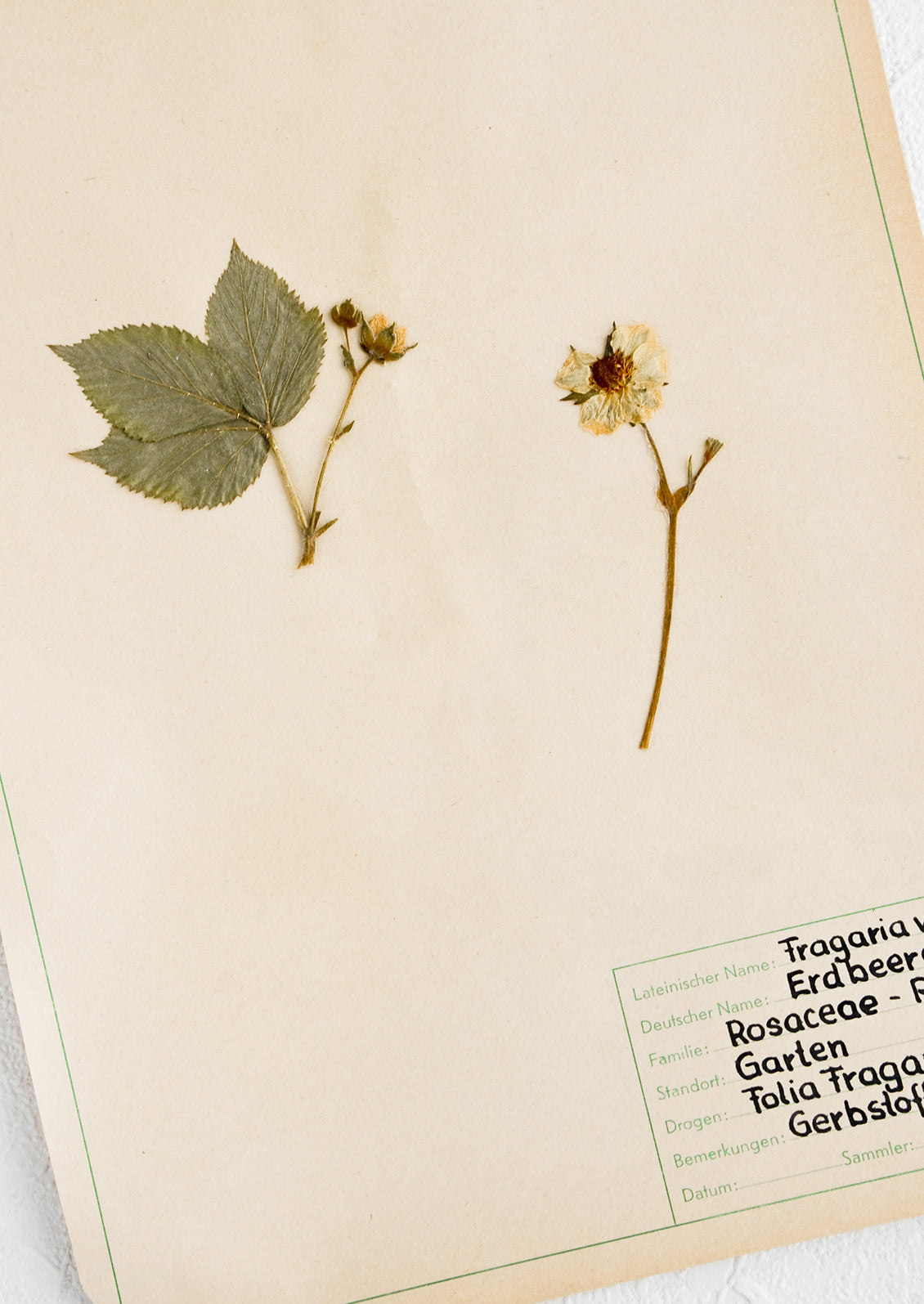 One hundred year old dried floral specimen on paper, used as artwork