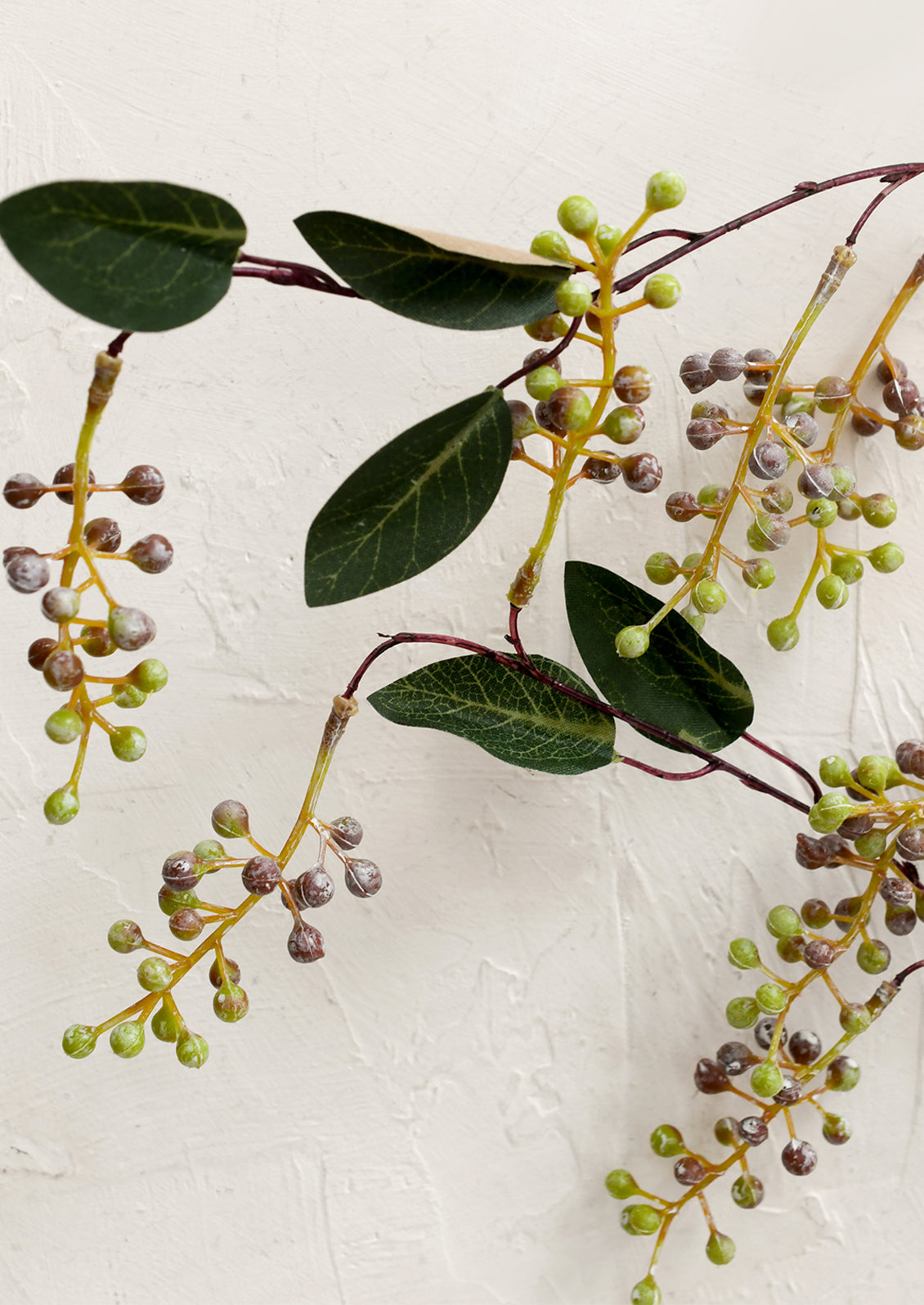 Vine with green leaves and small berries on a light background